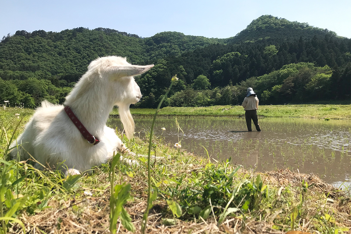 米づくり
