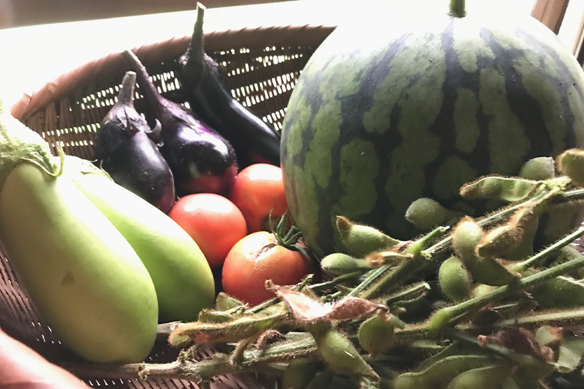 育てた野菜の写真